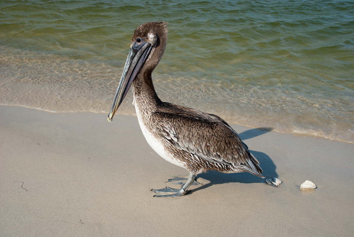 Brown pelican on the shore of the Gulf of Mexico